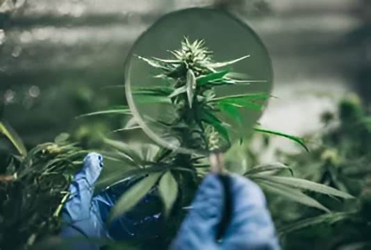 Fleurs de CBD Guadeloupe